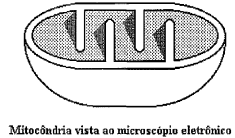 questões de concursos - Colégio Naval - 2017